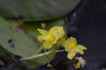 Floating bladderwort